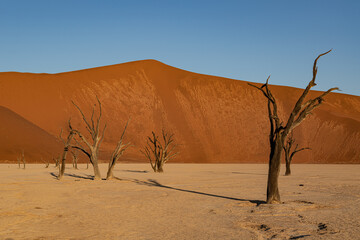 Fototapeta na wymiar Dead Camelthorn Trees against red dunes and blue sky in Deadvlei, Sossusvlei. Namib-Naukluft National Park, Namibia, Africa
