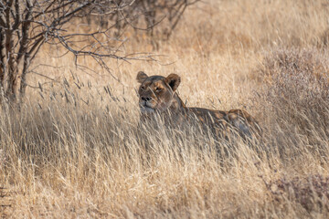a large lion searching for prey in the grasslands of the Kalahari Desert in Namibia.