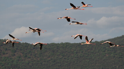 flying flock of flamingos with blue sky in the background