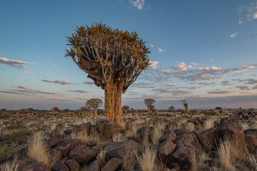 Desert landscape with with quiver trees (Aloe dichotoma), Northern Cape, South Africa