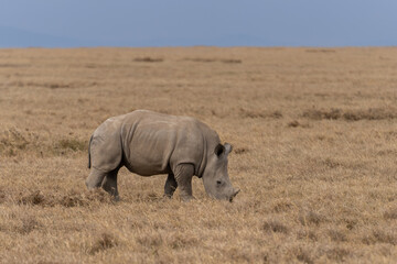 White Rhinoceros Ceratotherium simum Square-lipped Rhinoceros at Khama Rhino Sanctuary Kenya Africa.