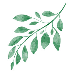 leaf in watercolor