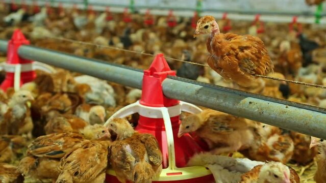 pullet poultry chickens swing on feed line big poultry farm eating grain feeder