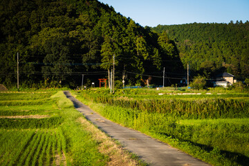 Fototapeta premium 田舎の風景 landscape