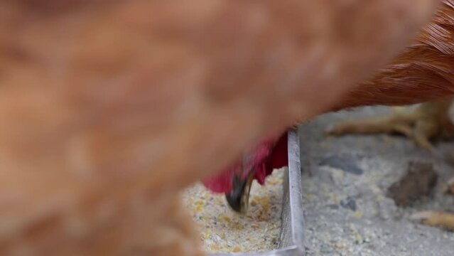 domestic organic Hens chickens pecking feed maize grain tray yard close up