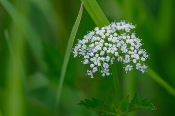 セリの白い花が咲く