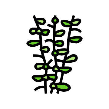 moneywort seaweed color icon vector. moneywort seaweed sign. isolated symbol illustration