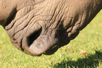 Close up on an African Rhino