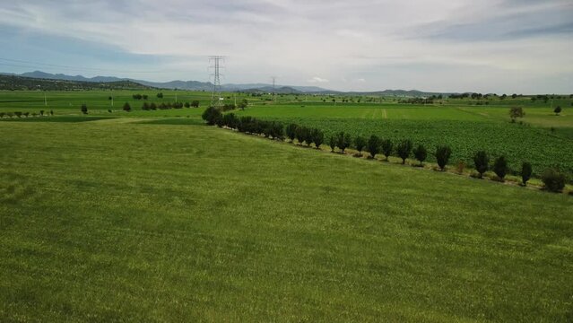Wide angle shot of wheat fields in Mexico with wind moving crops that are covered in lush green flora and a hill in the distance.