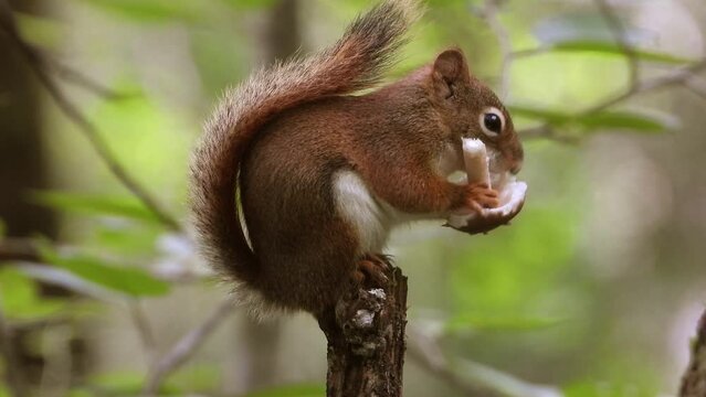 A cute red squirrel sits on branch while enjoying munching on a fresh mushroom