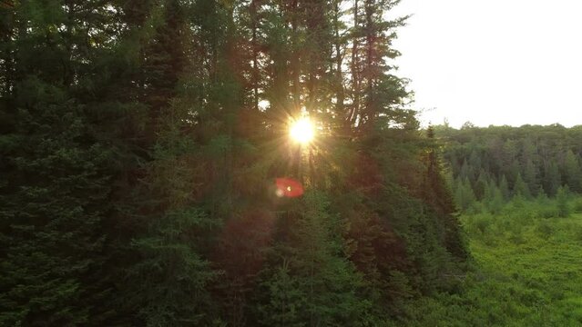 Drone flies by a forest with sunset shining through.