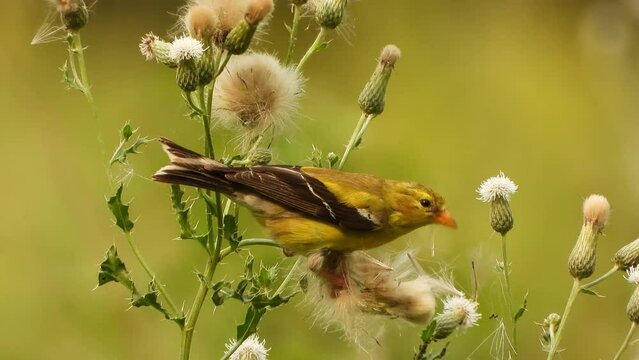 a goldfinch ripping apart a field thistle plant for the seeds and to gather nesting material