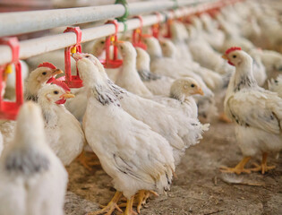 Many thirsty white Chickens poultry drink water nipple system in hot stress farm