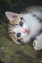 Rest of a beautiful kitten