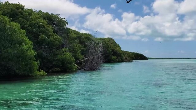 POV Watching CARIBBEAN Mangrove FOREST on emerald sea WATER, PAN RIGHT, Los Roques National Park