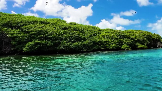 BOBOS BIRDS FLYING ON TROPICAL MANGROVE IN LOS ROQUES ARCHIPELAGO.