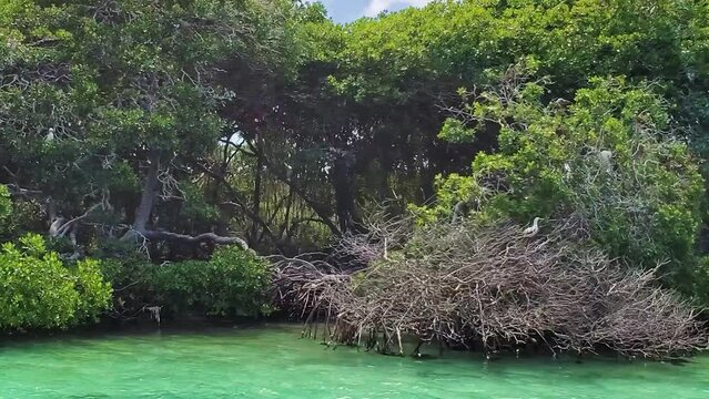 POV LOOKING FOR BOBOS BIRDS NEST ON TROPICAL green MANGROVE, LOS ROQUES ARCHIPELAGO
