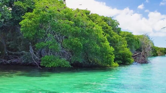 Sailing on caribbean sea watch Sea BIRDS FLYING ON TROPICAL MANGROVE, Los Roques