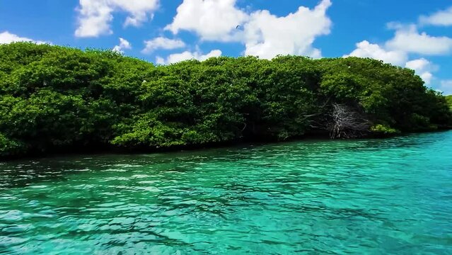 BOBOS BIRDS FLYING ON TROPICAL MANGROVE and TURQUOISE SEA WATER, LOS ROQUES ARCHIPELAGO