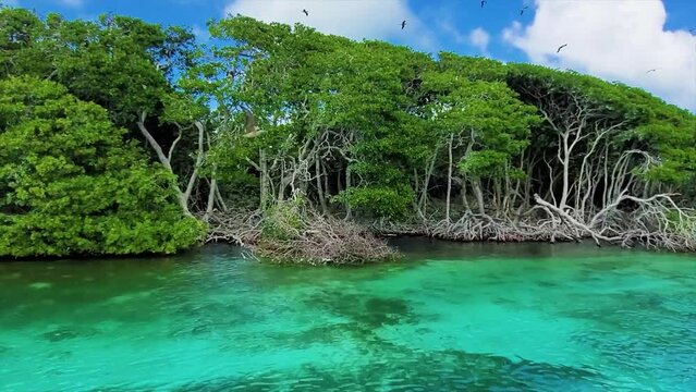 POV Watch CARIBBEAN MANGROVE WITH GREEN TREES AND nest BIRDS, Los Roques Venezuela