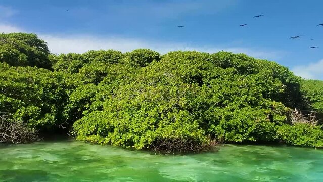 POV WAITCH BIRDS NEST AND FLYING ON MANGROVE FOREST TROPICAL ISLAND, LOS ROQUES VENEZUELA 