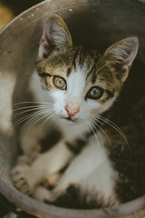 Kitten in a bucket