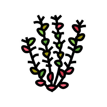 red ludwigia color icon vector. red ludwigia sign. isolated symbol illustration