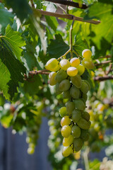 Ripe bunches of grapes