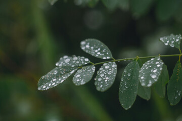 Raindrops on the leaves of trees