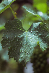 Raindrops on vine leaves