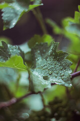 Raindrops on vine leaves