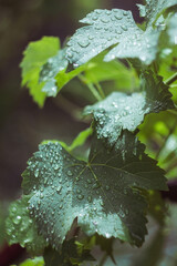 Raindrops on vine leaves © Krystyna