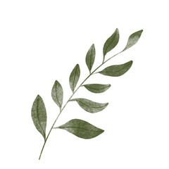 leaf in watercolor