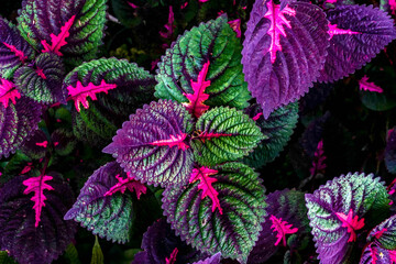 Beautiful leaves of Coleus plant with vibrant color. Natural color pattern background