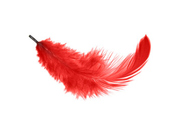 Red Feather Isolated on White Background. 