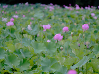風景素材　夏に咲く美しい蓮の花