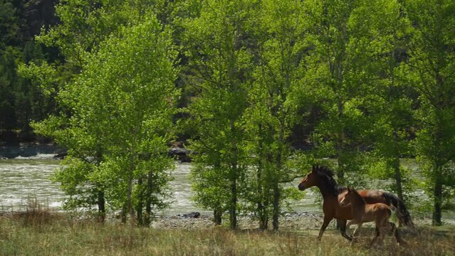 Brown horse with baby runs along impeded mountain river bank