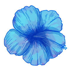 Watercolor flower, Blue flora clipart.