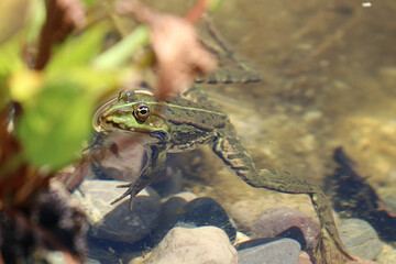 Für die einen Ruhequell, für die anderen Lärmbelästigung - kleiner Wasserfrosch in einem Gartenteich