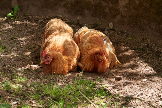 deux poules roussées couchées sur la terre 