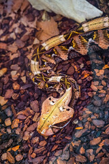 Gaboon viper or Western gaboon viper (Bitis gabonica), Viperidae.
