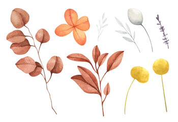 Set of Branches, leaves and flower, autumn decorative elements. Watercolor isolated collection in vintage style.