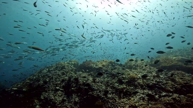 Under water film from Thailand of a large school of Trivalis fish swimming over coral reef with other tropical fish in the frame such as Fuslier fish