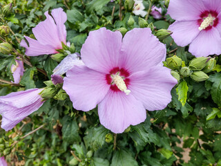 Rose of Sharon (Hibiscus syriacus) flower in summer. Selective focus, blur