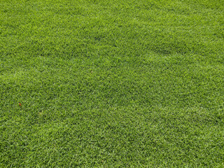 natural green lawn in the summer. Closeup lawn