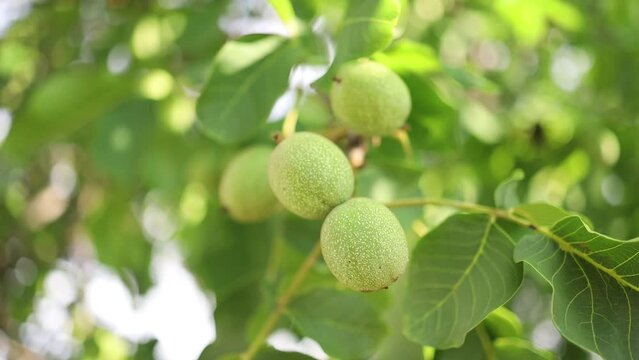 Green walnuts growing on a tree, close up