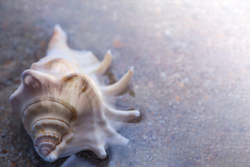 Big sea shell on sand in water.