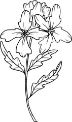 forest fern eucalyptus art foliage natural
leaves herbs inline style. Decorative beauty, elegant illustration 