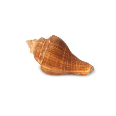 Seashell cutout, Png file.