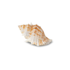 Seashell cutout, Png file.